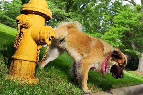 Pipì di cane sul portone