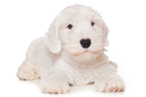 Sealyham Terrier pallina VIDEO