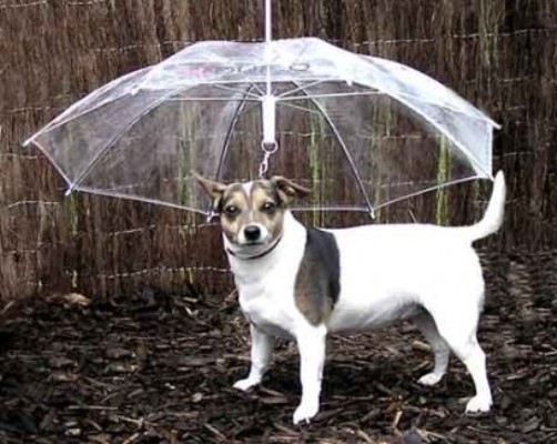 Dogbrella