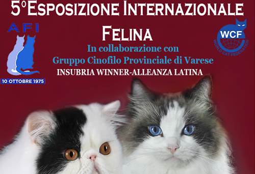 Esposizione Nazionale Felina 2 3 novembre Busto Arsizio