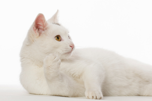 perché molti gatti bianchi sordi