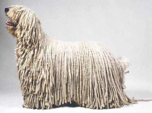 Komondor ungherese carattere allevamenti Italia