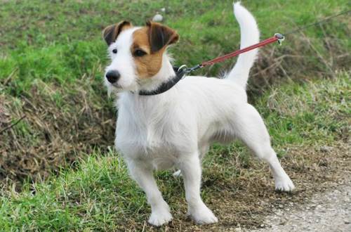 cura del pelo del Jack Russel