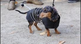 Cani travestiti per Halloween