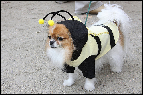 Cani travestiti per Halloween