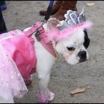 Cani travestiti per Halloween