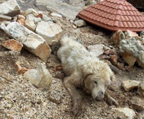 canile ginosa distrutto alluvione aiuto