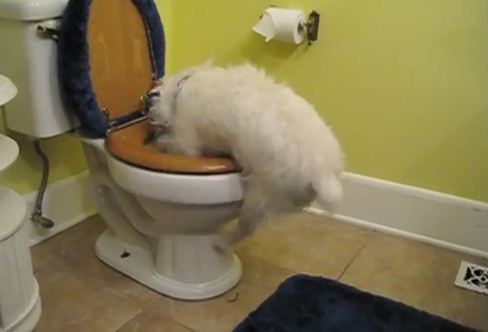 cane nel bagno video divertente