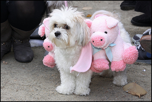 Cani vestiti per Halloween