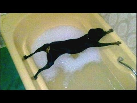 video divertenti cani non vogliono fare bagno