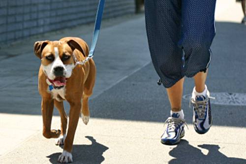 Correre insieme al cane