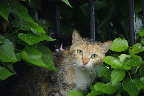 Adottare un gatto anziano