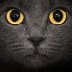 occhi di gatto