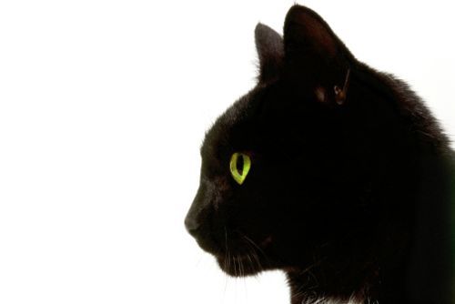 gatto nero rischio Halloween