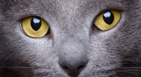 Occhi di gatto