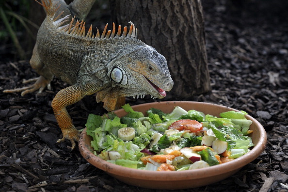 Alimentazione dell'Iguana