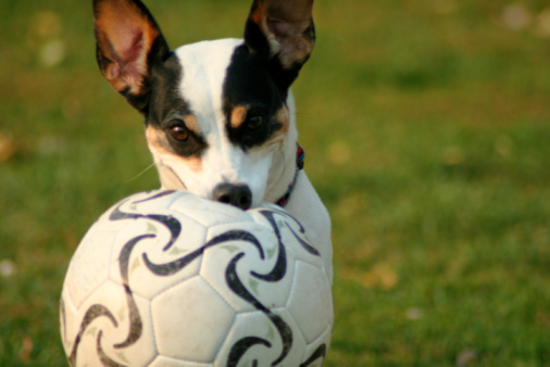 Jack Russel che gioca