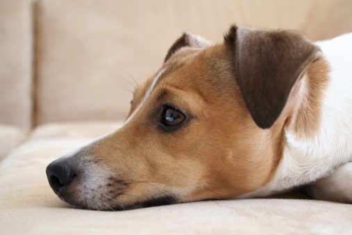 cura del pelo del Jack Russel