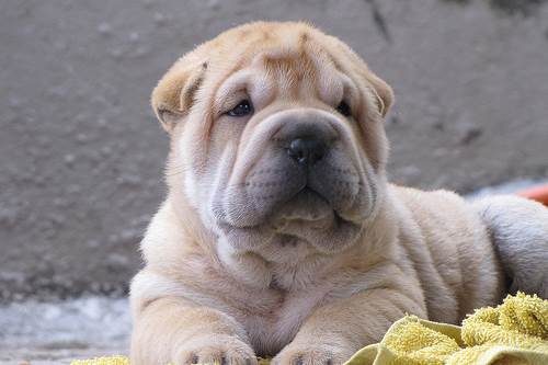 Sharpei carattere allevamenti