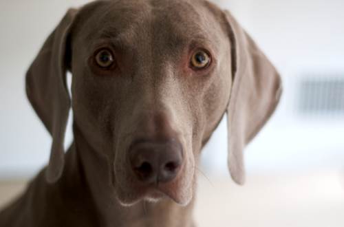 2 Weimaraner molto affettuosi VIDEO