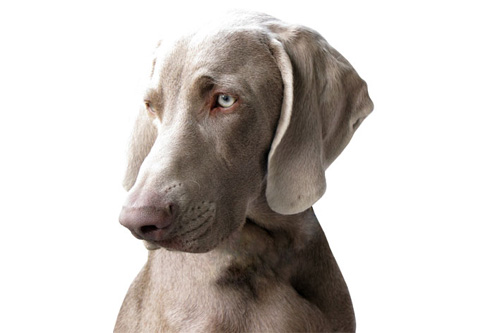 Weimaraner allevamenti prezzo