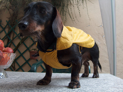 Accessori per cani di Ralph Lauren 