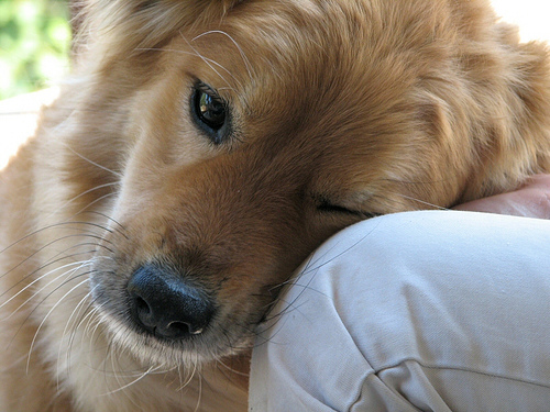 cane più vecchio d'Italia