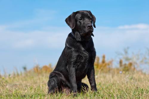 Labrador nero cuscino bambino VIDEO