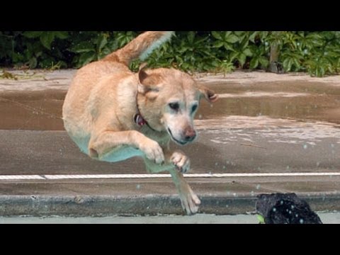 Video cane salva amici