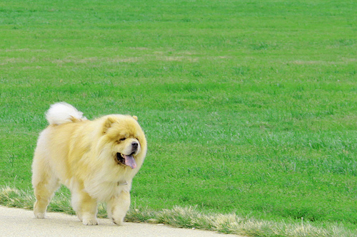 scodinzolio del cane