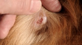 i avvallamenti sottopelle cane