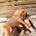 10 luoghi comuni su pit bull foto