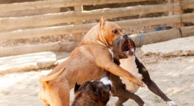 10 luoghi comuni su pit bull foto