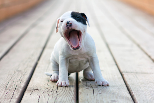 cane con disturbi ossessivo compulsivi cause sintomi