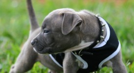 10 luoghi comuni su pit bull foto