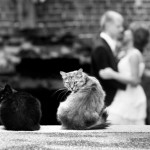 Wedding cats