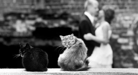 Wedding cats