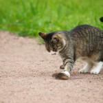 Il topolino di campagna non ha fatto un buon incontro, ma il micio sembra solo incuriosito, non cattivo, che ne dite?