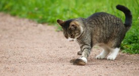 Il topolino di campagna non ha fatto un buon incontro, ma il micio sembra solo incuriosito, non cattivo, che ne dite?