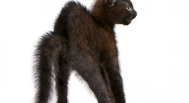 gatto addrizza pelo arcua schiena soffia