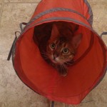 gatti matti foto lol