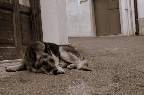 Cane salvato nel deserto