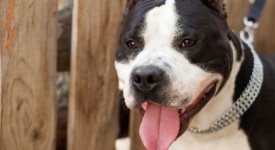 10 luoghi comuni su pit bull foto