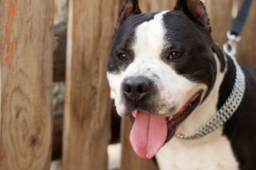 10 luoghi comuni su pit bull foto