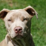 10 luoghi comuni su pit bull foto