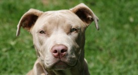 10 luoghi comuni su pit bull foto