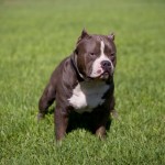 10 luoghi comuni su pit bull foto