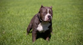 10 luoghi comuni su pit bull foto