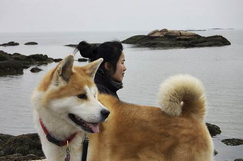 Akita Inu carattere allevamenti