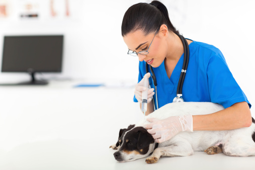 Animali abbandonati cliniche veterinarie